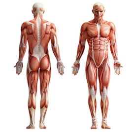 Drabinka gimnastyczna metalowa 230 x 81 cm MH-U204